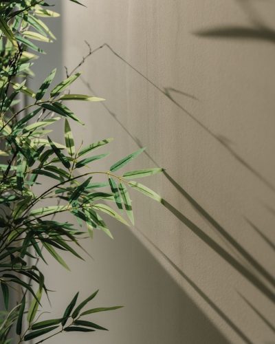 planta comprimida